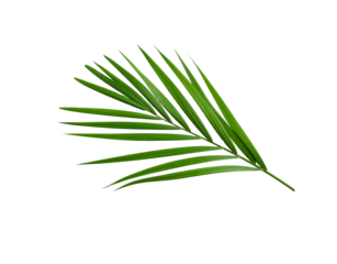 Vivid green areca palm frond with linear leaflets and central stem detail