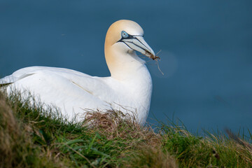 A Gannet collecting grass for its nest