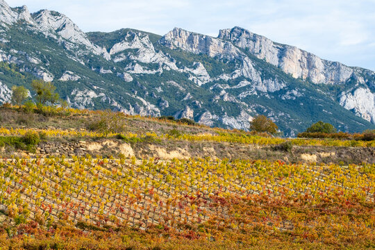 Vineyards in La Rioja Spain with mountain backdrop and golden leaves showcasing autumn landscapes