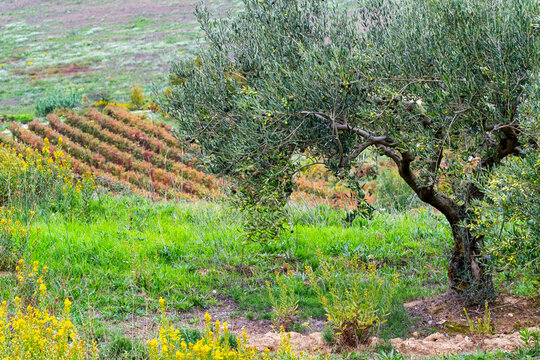 Olive trees and vineyards in La Rioja Spain during autumn surrounded by green and golden colors