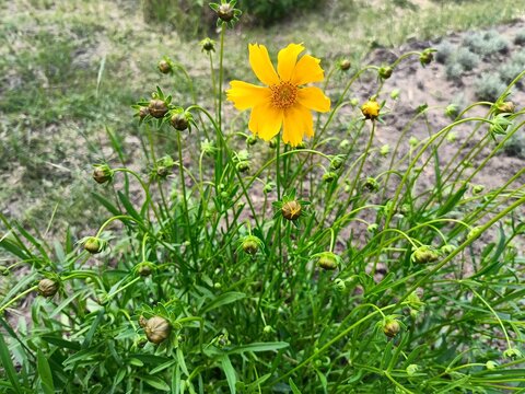 bright bloom of yellow caryopsis