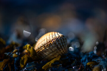 Macro Photo of a Prickly Cockle Shell on Wet Coastal Ground