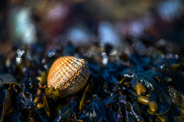 Macro Photo of a Prickly Cockle Shell on Wet Coastal Ground