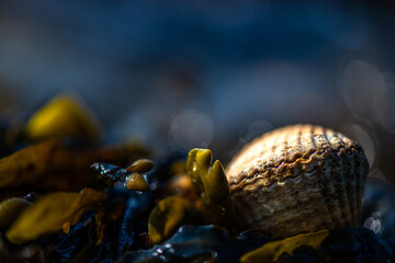Macro Photo of a Prickly Cockle Shell on Wet Coastal Ground