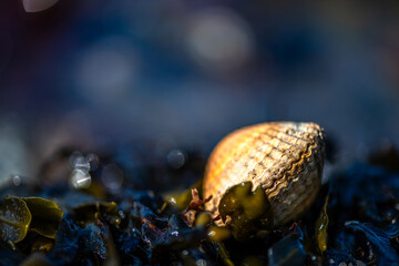 Macro Photo of a Prickly Cockle Shell on Wet Coastal Ground