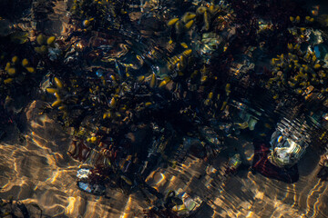 Coastal Algae and Seaweeds with Clean Water Surface Details