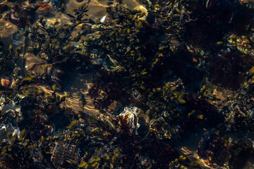Coastal Algae and Seaweeds with Clean Water Surface Details