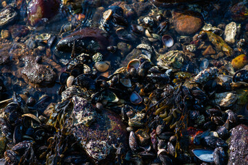 Dense Cluster of Mussels and Clams Along the Coastline