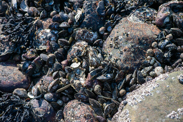 Dense Cluster of Mussels and Clams Along the Coastline