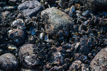 Dense Cluster of Mussels and Clams Along the Coastline