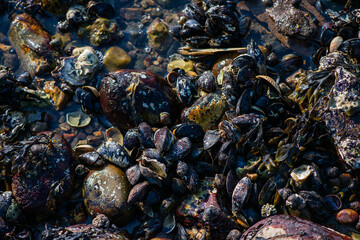 Dense Cluster of Mussels and Clams Along the Coastline