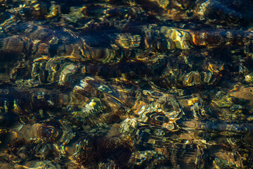 Coastal Algae and Seaweeds with Clean Water Surface Details
