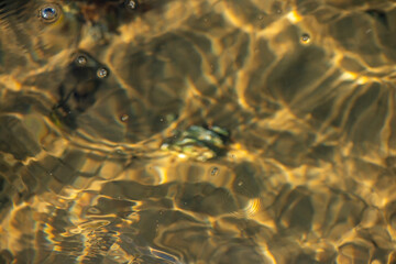 Coastal Algae and Seaweeds with Clean Water Surface Details