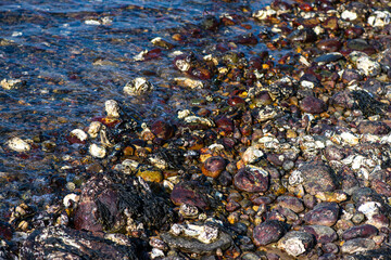 Dense Cluster of Mussels and Clams Along the Coastline