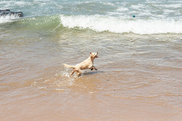 A wet white dog having fun on the edge of a beach with small waves. Pet.