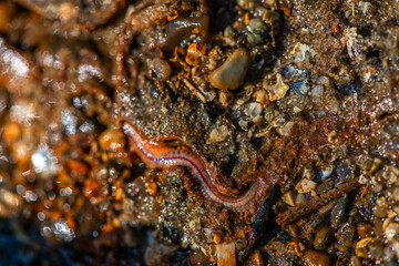 Polychaeta Worm Crawling in Wet Coastal Sand