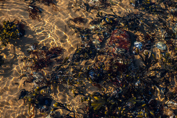 Coastal Algae and Seaweeds with Clean Water Surface Details