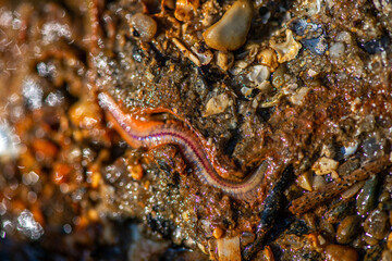 Polychaeta Worm Crawling in Wet Coastal Sand