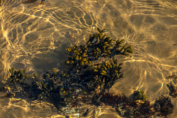 Coastal Algae and Seaweeds with Clean Water Surface Details