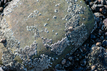 Dense Cluster of Mussels and Clams Along the Coastline