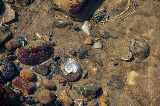 Dense Cluster of Mussels and Clams Along the Coastline
