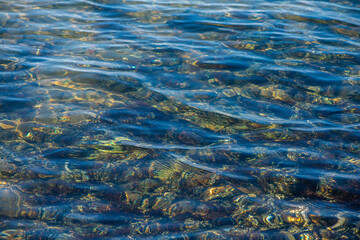 Coastal Algae and Seaweeds with Clean Water Surface Details