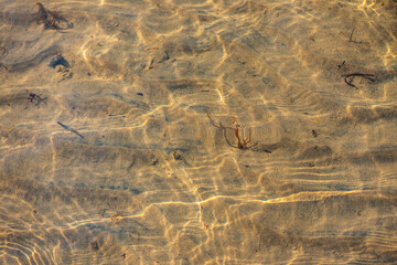 Coastal Algae and Seaweeds with Clean Water Surface Details