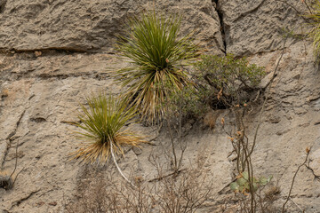 Planta de sotol, dasylirion en el desierto de Chihuahua