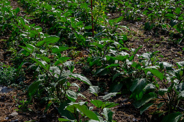 Cultivated eggplant field with drip irrigation system in use on a sunny day in Cyprus, surrounded by nature and farmland.