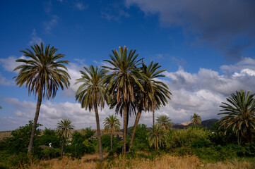 Tall date palm trees reaching into a vibrant blue sky on a sunny day in Cyprus, creating a tropical Mediterranean atmosphere.