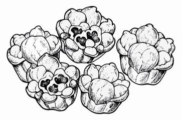 Hand-drawn illustration of five popcorn kernels