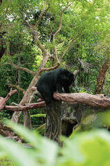 Bear sitting on a tree. .Asiatic black bear in open zoo