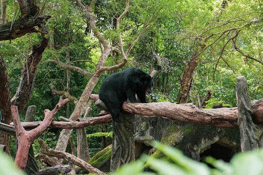 Bear sitting on a tree. .Asiatic black bear in open zoo