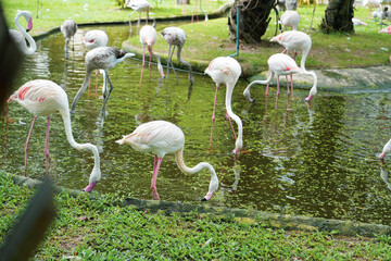 The Flamingo is eating and cleaning the hair. Group of pink flamingos in open zoo.