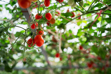 Tomatoes growing on an organic farm, cultivated as a natural agricultural product.