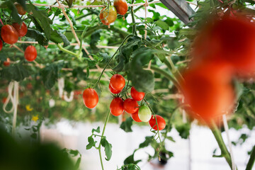 Tomatoes growing on an organic farm, cultivated as a natural agricultural product.