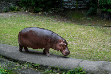 Hippopotamus at Khao Kheow Open
Zoo, Thailand . The hippopotamus, or common
hippopotamus, is a large, mostly herbivorous, semiaquatic mammal and ungulate native to sub-Saharan Africa.