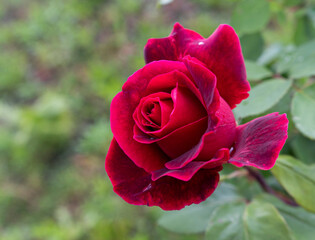 red rose in garden