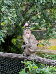 Monkey with cute baby, mother and child sitting on branch at open zoo Thailand.