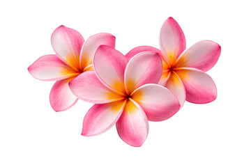 Fototapeta premium Pink Plumeria Flowers A Trio of Tropical Blooms Isolated on White Background