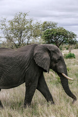 Fototapeta premium Elephant in savannah