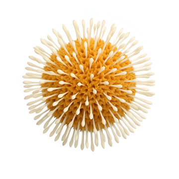 Elegant Kadamba Flower in Natural Colors on White Background &ndash; Pure Botanical Beauty in Close-Up.