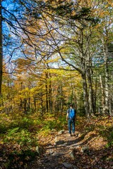 Obraz premium walk in the forest