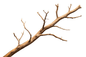Fototapeta premium Dry, Brown Tree Branch Isolated on White Background Perfect for Autumn, Nature, and Rustic Designs