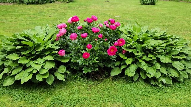 Bright pink peony flowers. MP4 video	