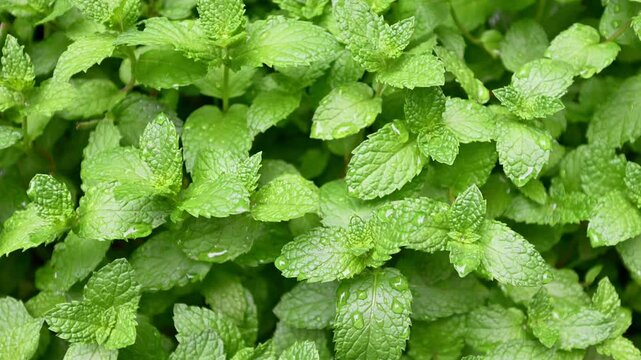 mint leaves background