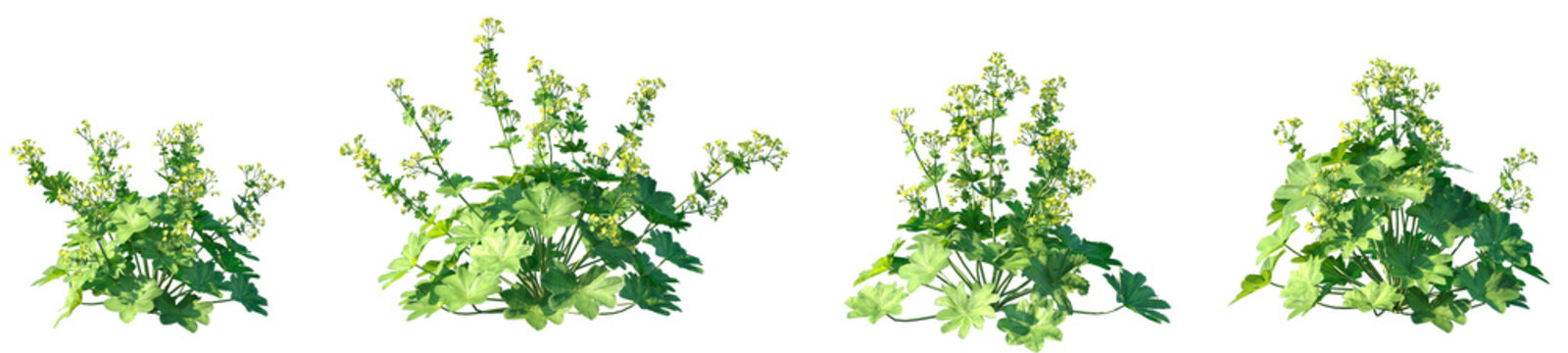 Set of Alchemilla vulgaris (common name Lady's mantle) frontal isolated png on a transparent background perfectly cutout high resolution