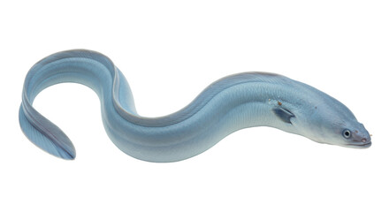 Isolated Eel