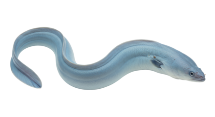 Isolated Eel
