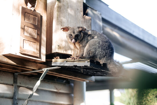 Brush tailed possum standing on a beam outside house.